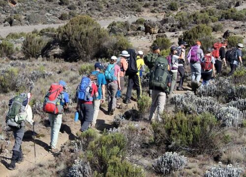 Kilimanjaro Lemosho Route 8 Days