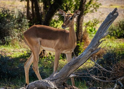 What is a Game Drive?