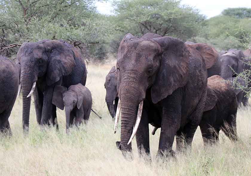 Visit Ngorongoro