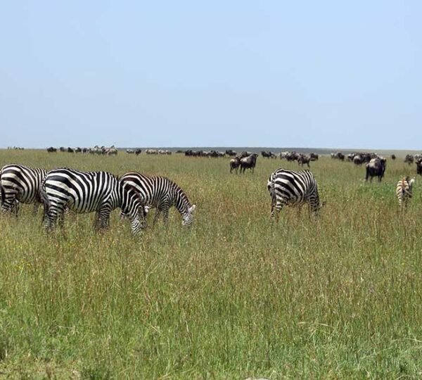 Tarangire Safari Tour