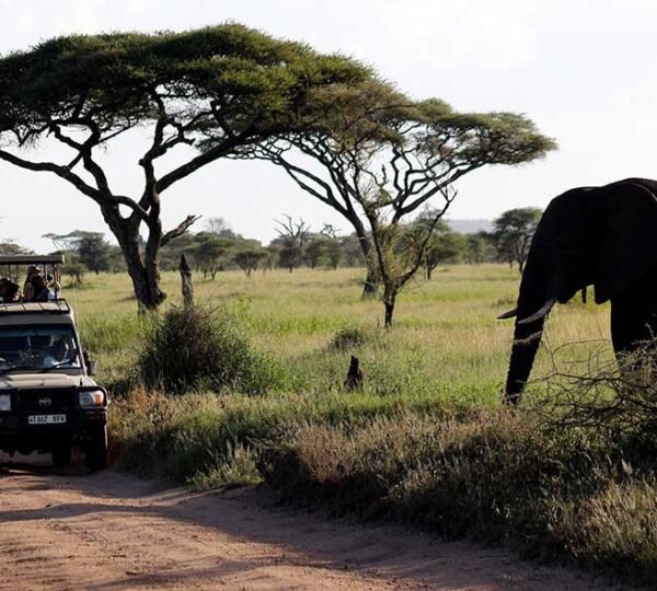 7 Days Tanzania Safari