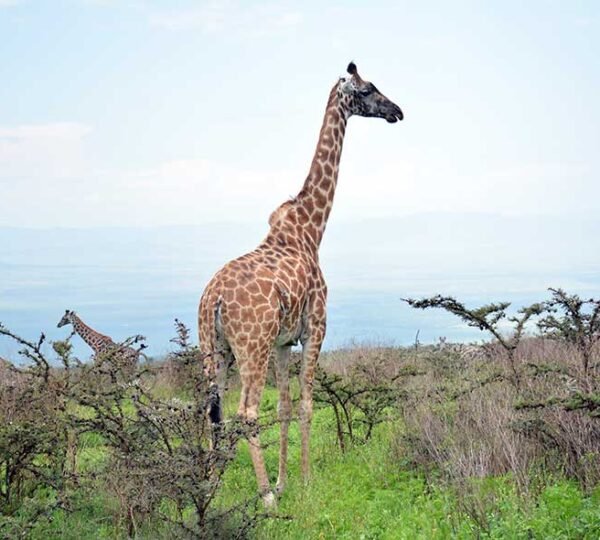 3 Days Tanzania Safari