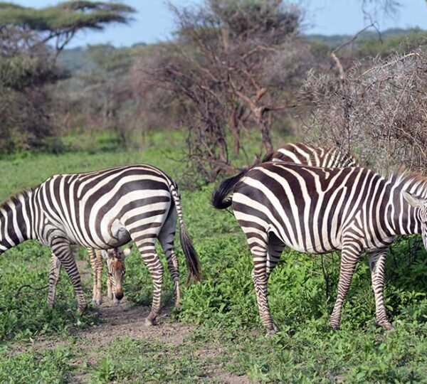 3 Days Tanzania Safari