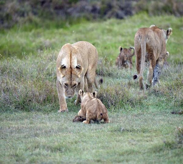 2 Days Tanzania Safari