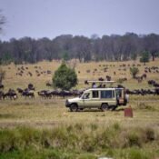 Why a Safari in Tanzania is Truly Special