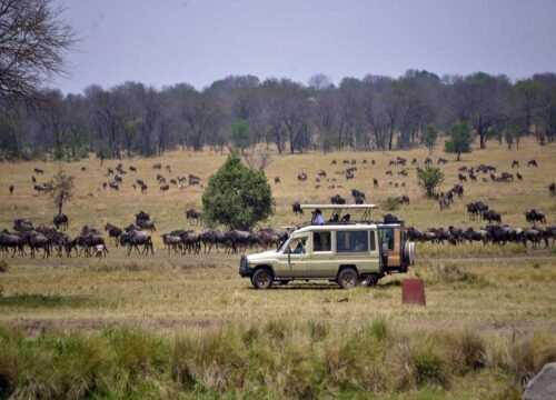 Why a Safari in Tanzania is Truly Special