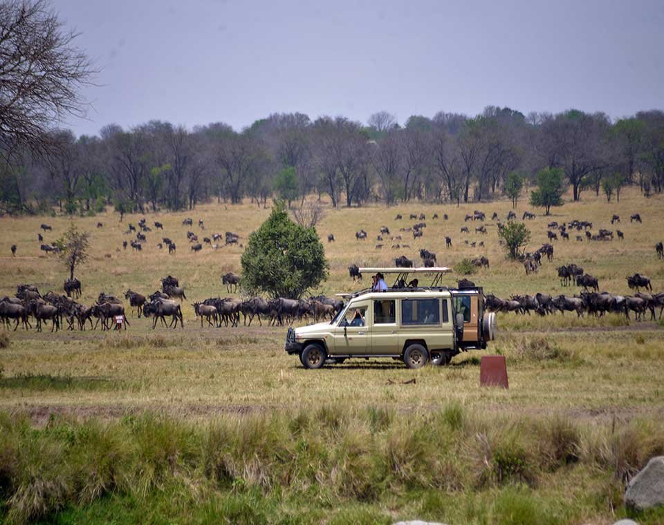 Why a Safari in Tanzania is Truly Special