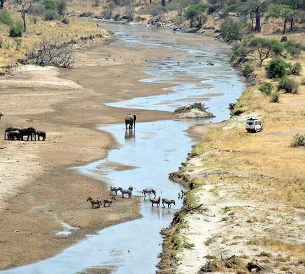 Tarangire Safari Tour