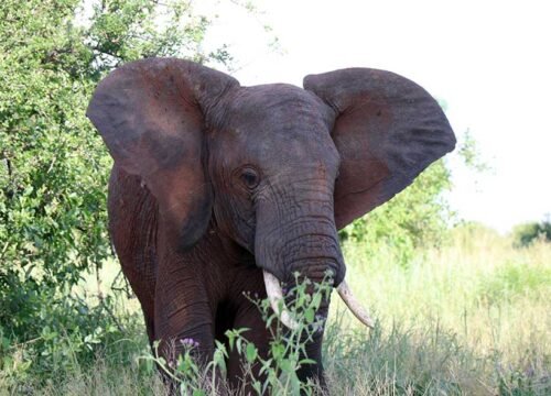 Tarangire Safari Tour