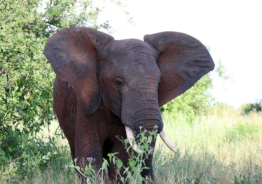 Tarangire Safari Tour