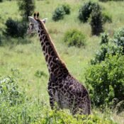 What is a Game Drive? A Guide to Safari Adventures