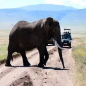 The Ultimate Safari Experience in Tanzania National Parks