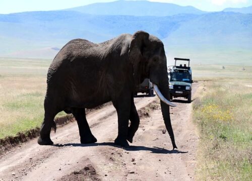 The Ultimate Safari Experience in Tanzania National Parks