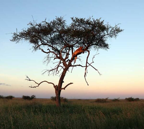 Tarangire Safari Tour