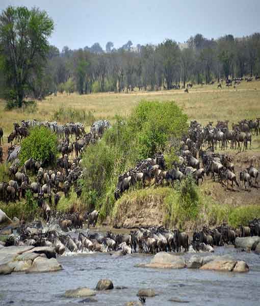 Ngorongoro