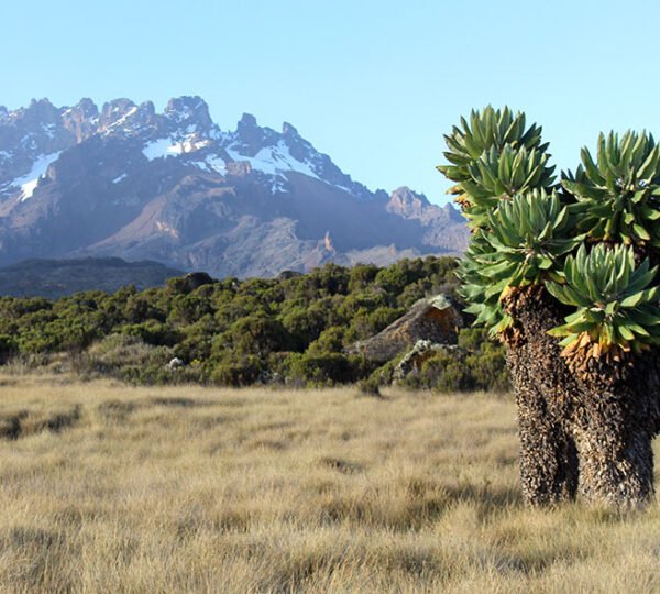 Kilimanjaro Shira Route 7 Days